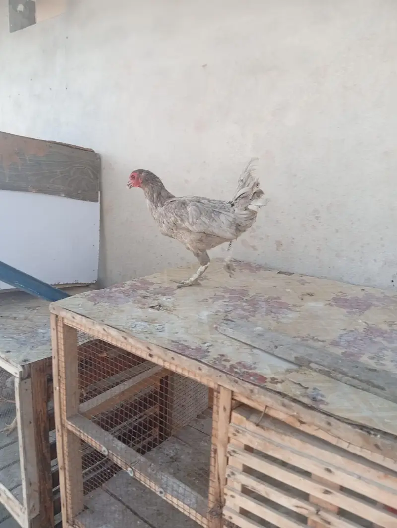 aseel and Desii mix hen for sale — photo 3
