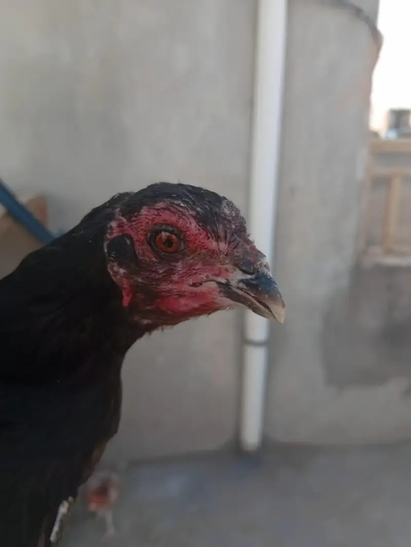 aseel and Desii mix hen for sale — photo 4