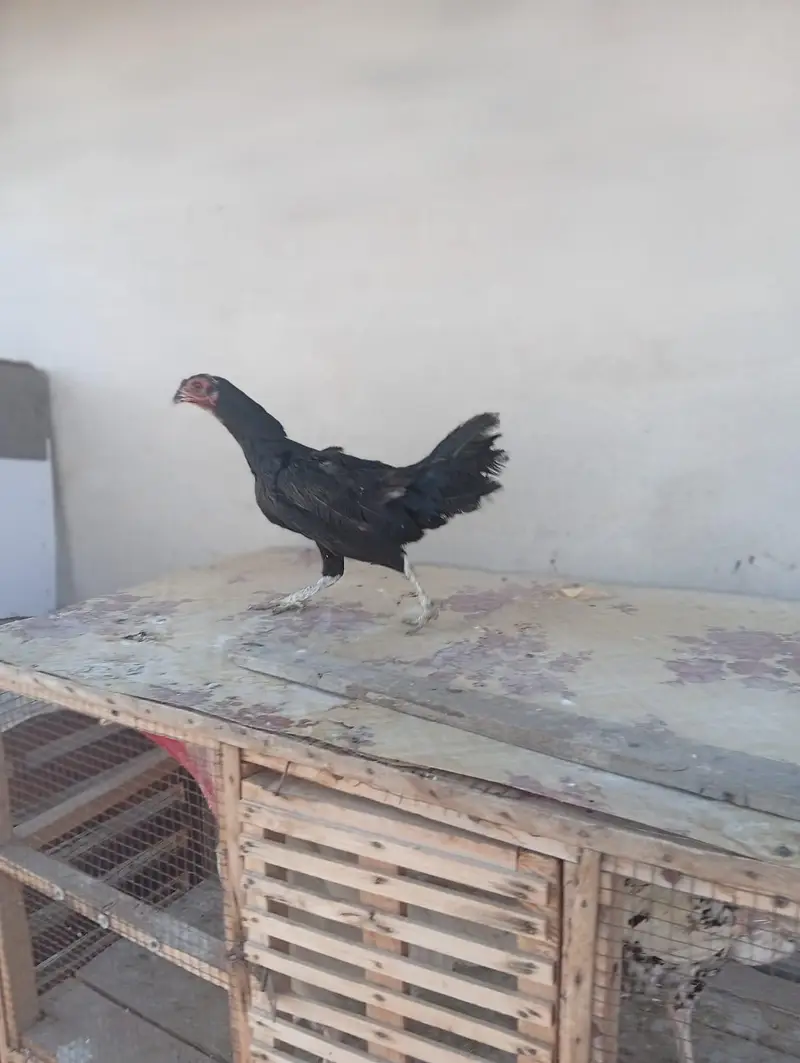 aseel and Desii mix hen for sale — photo 5
