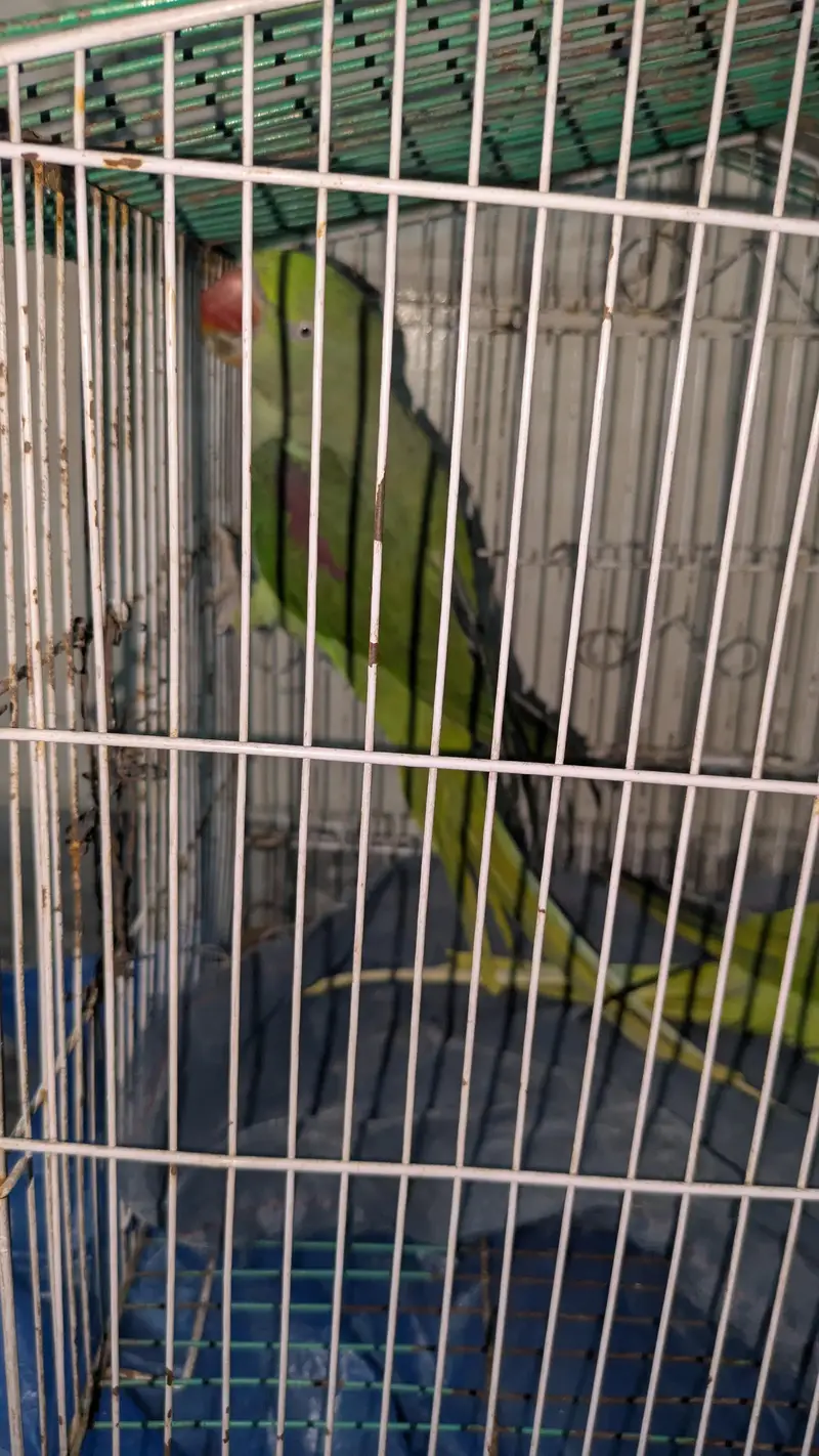 Raw pair Big size — photo 10