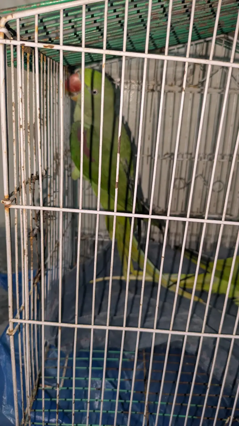 Raw pair Big size — photo 12