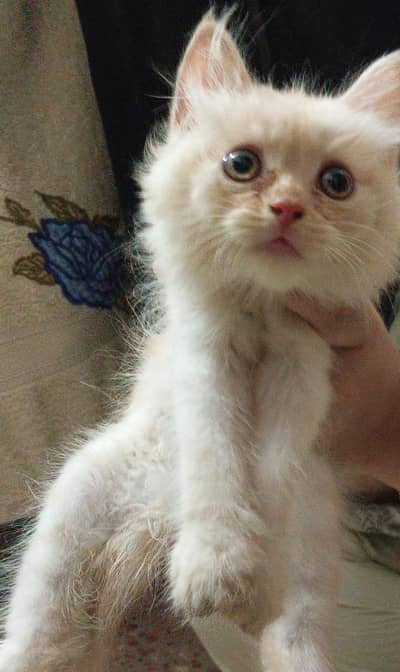 paw's & whiskers offer persion kitten's with mother