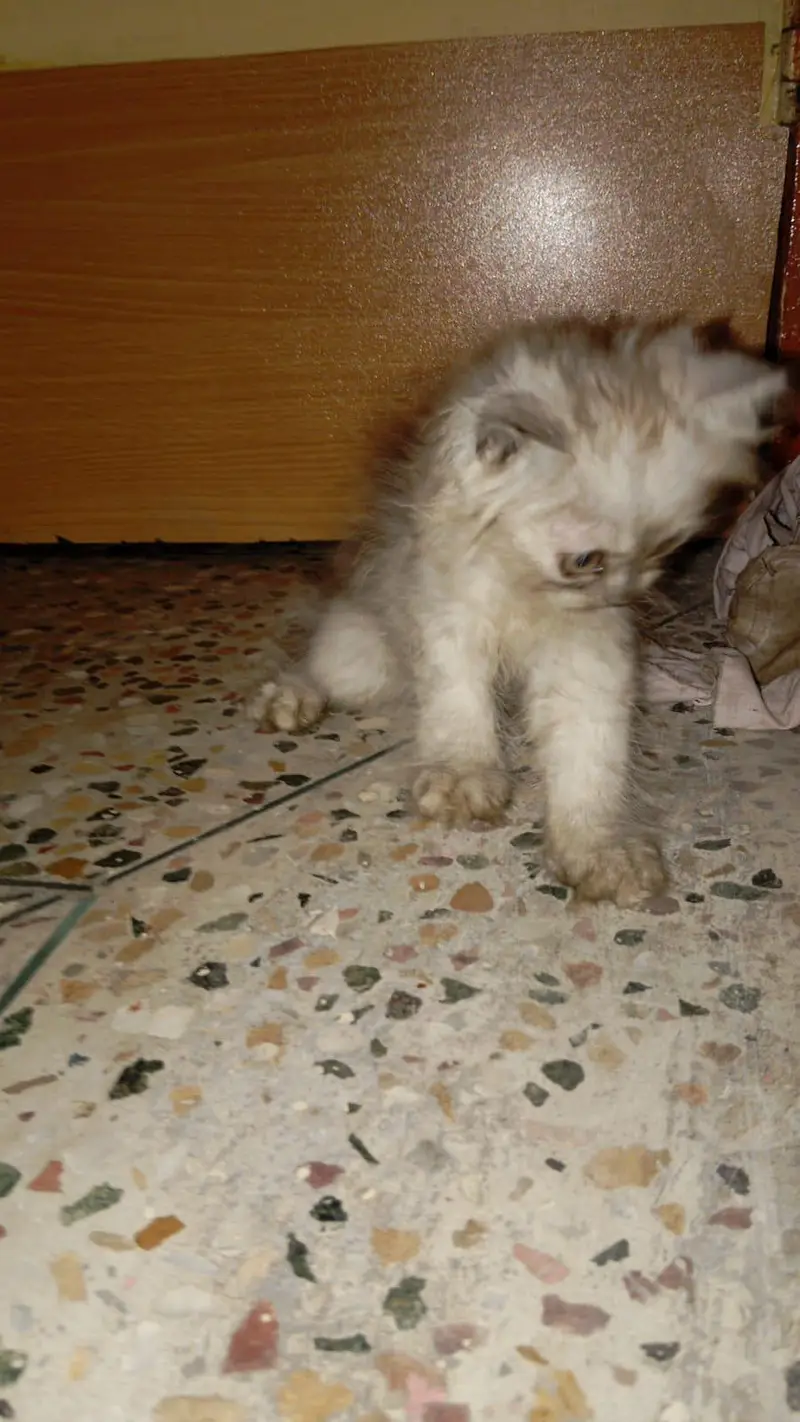 paw's & whiskers offer persion kitten's with mother — photo 2