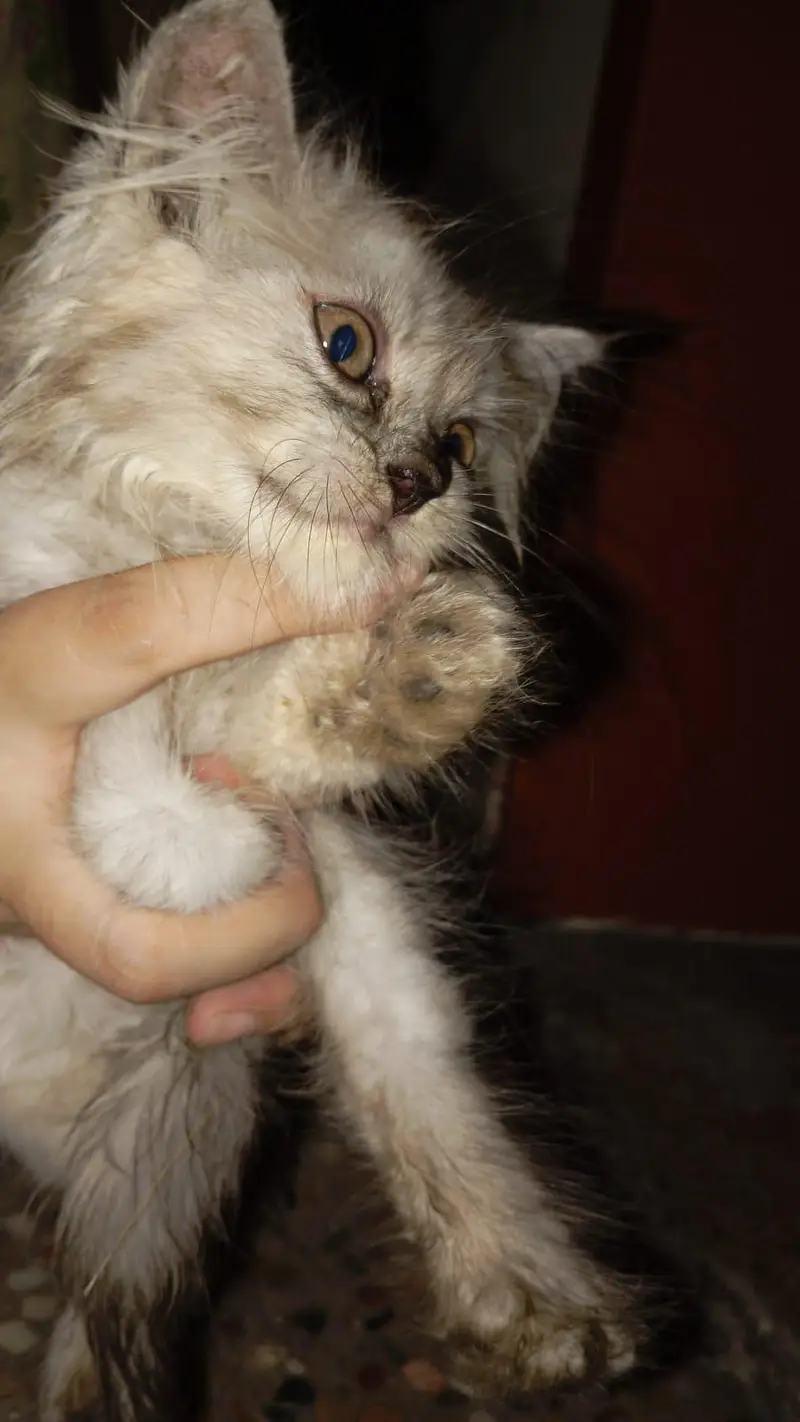 paw's & whiskers offer persion kitten's with mother — photo 3