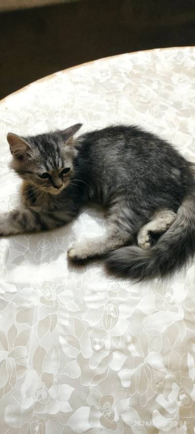 Persian Cat