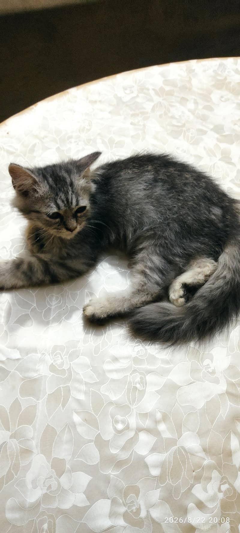 Persian Cat 0