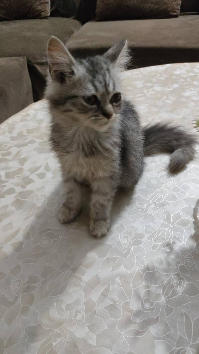 Persian Cat 1