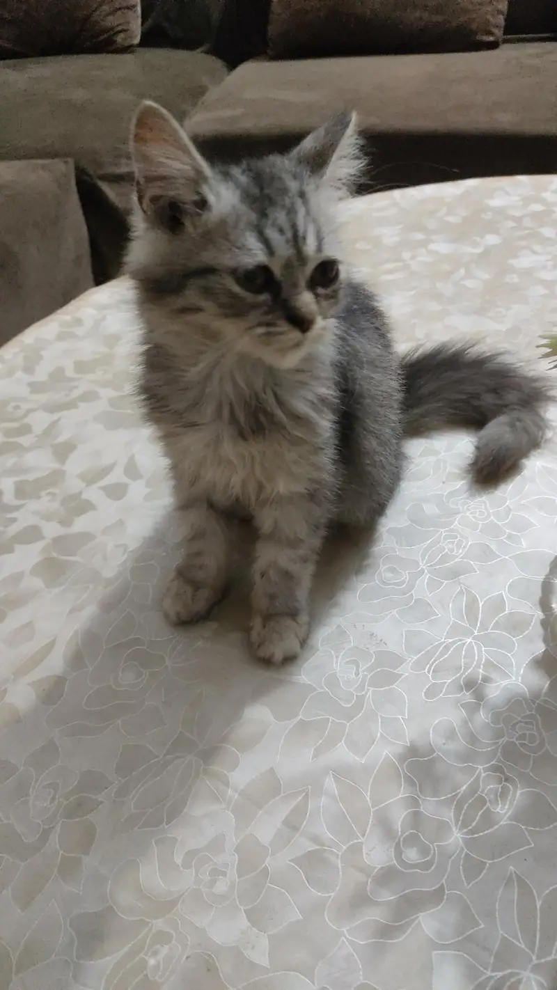 Persian Cat — photo 2