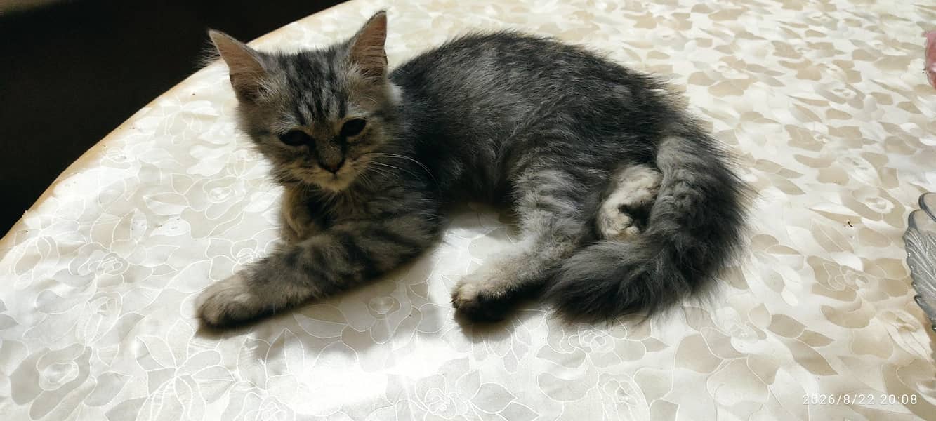 Persian Cat 2