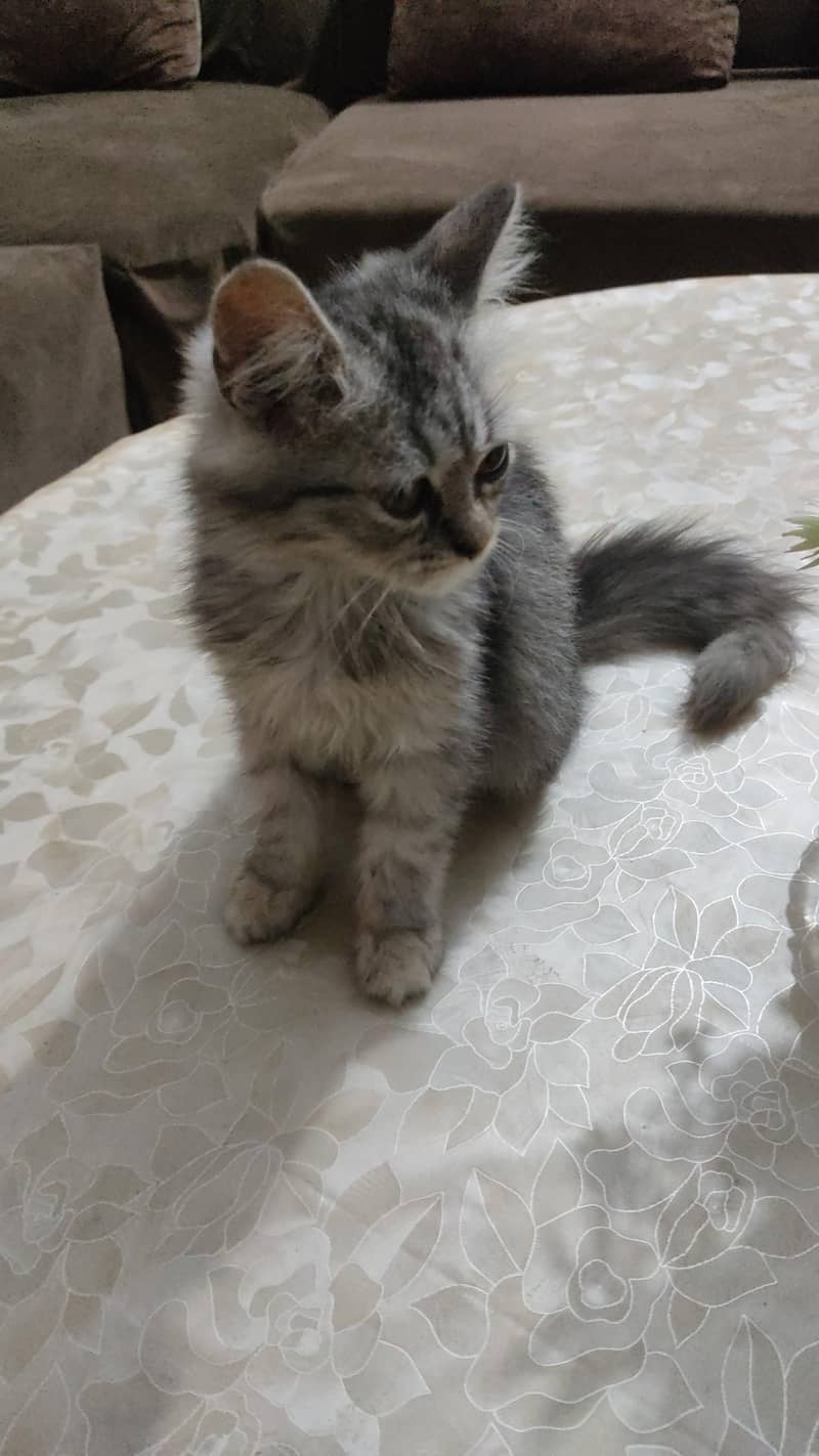 Persian Cat 3