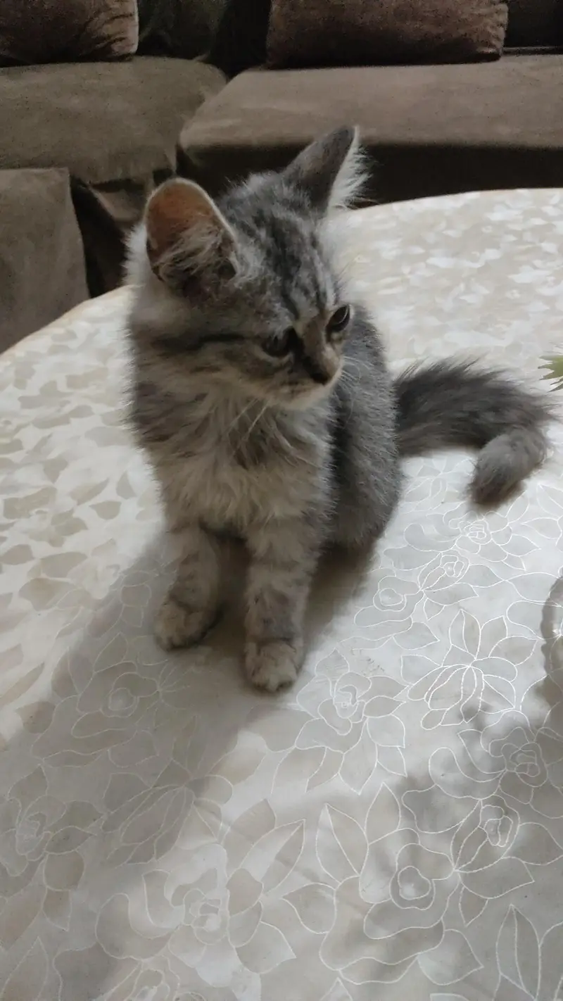 Persian Cat — photo 4