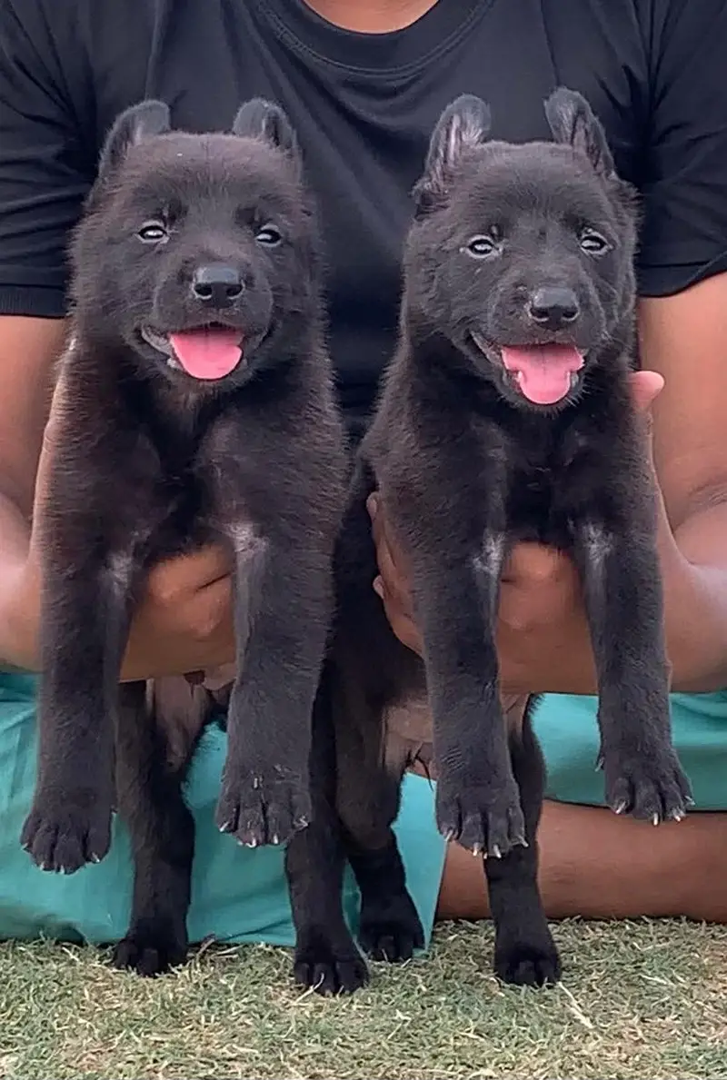 German shepherd Long Coat Pupps | Black German Pupps | GSD — photo 2