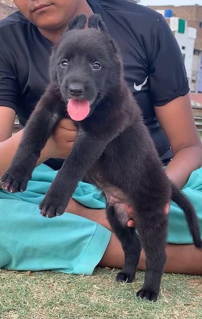 Black Shepherd Pupps | Black German Shepherd Pupp | GSD Pupps For Sale