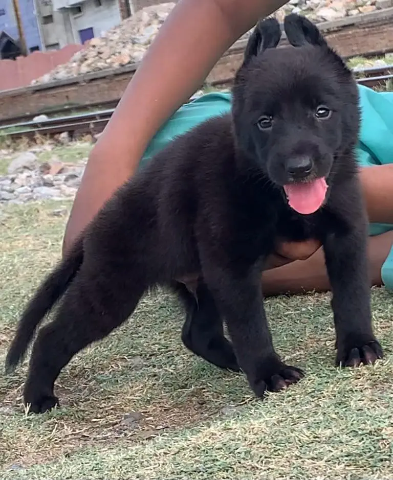 Black Shepherd Pupps | Black German Shepherd Pupp | GSD Pupps For Sale — photo 2