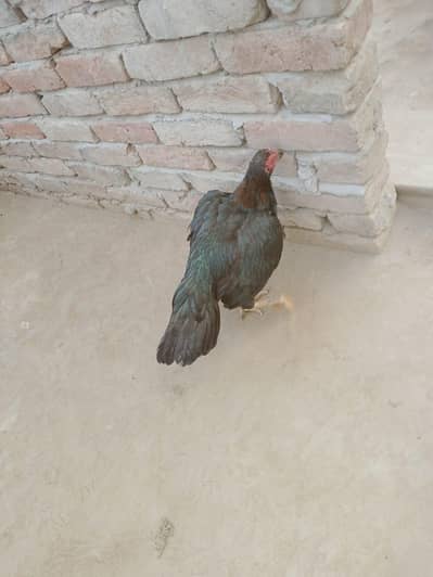 aseel murgi andon ksath kurak ha