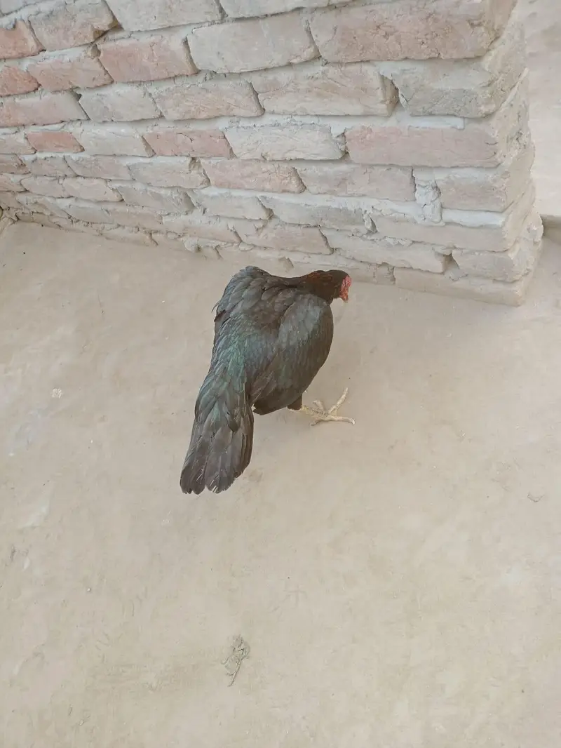 aseel murgi andon ksath kurak ha — photo 2