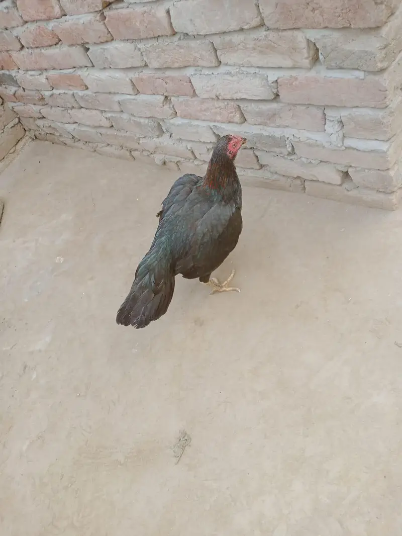aseel murgi andon ksath kurak ha — photo 3