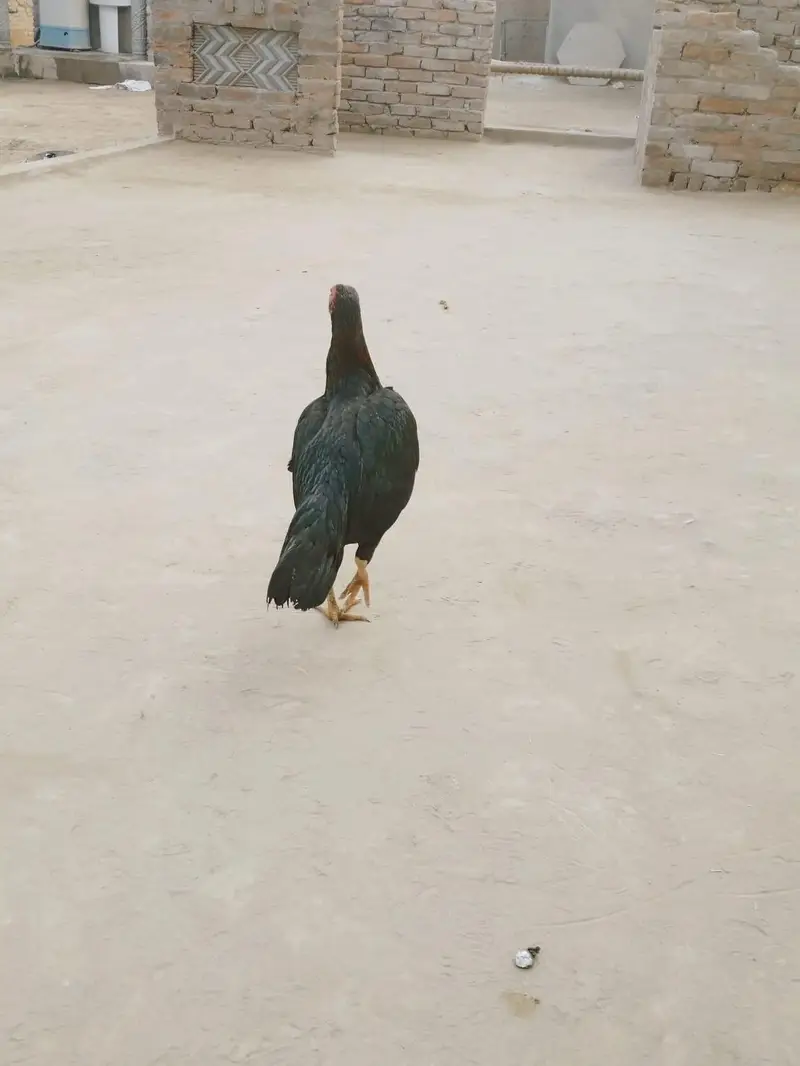 aseel murgi andon ksath kurak ha — photo 4