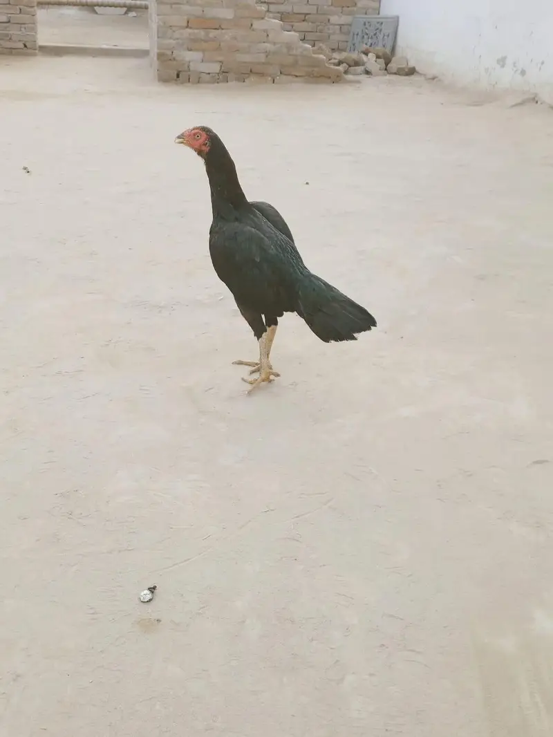 aseel murgi andon ksath kurak ha — photo 5