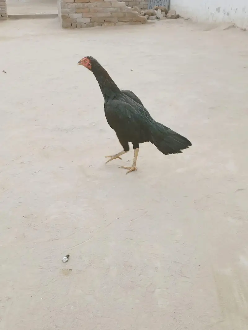 aseel murgi andon ksath kurak ha — photo 6