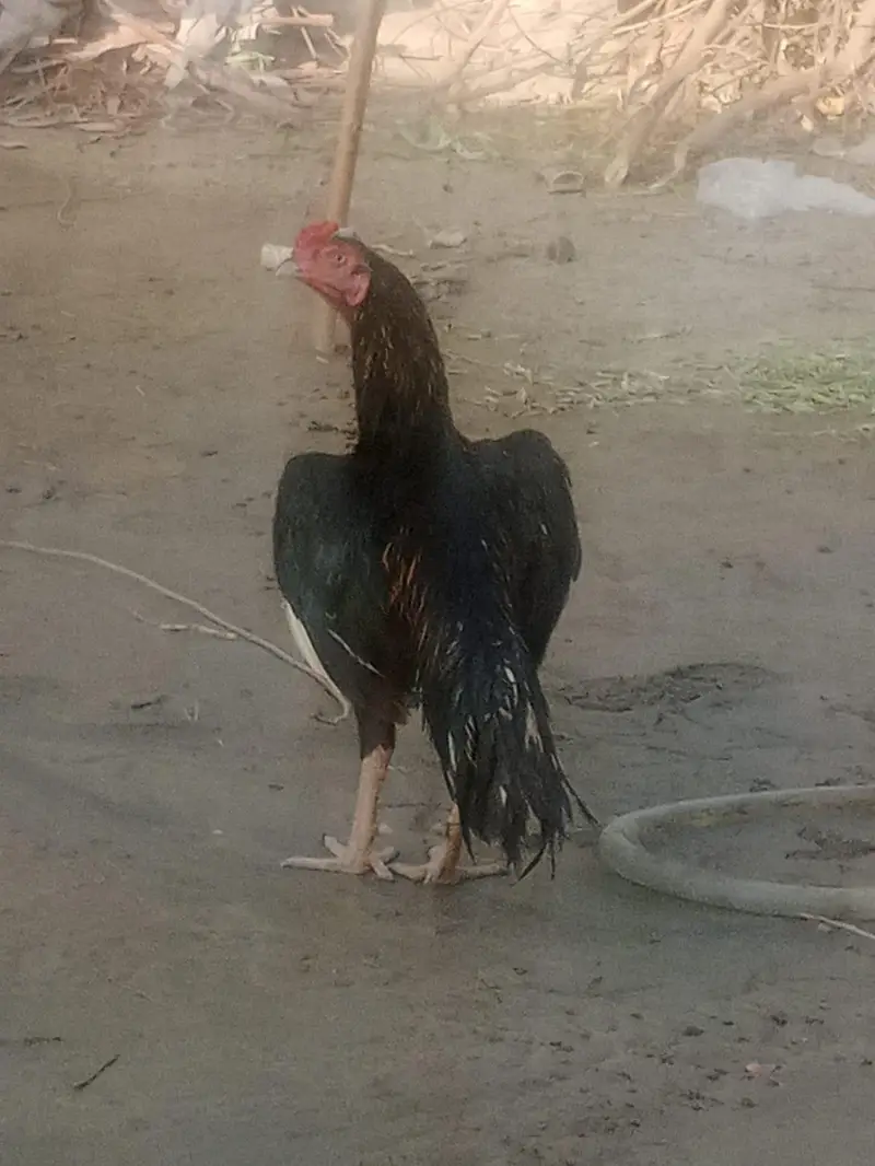 aseel murgi andon ksath kurak ha — photo 7