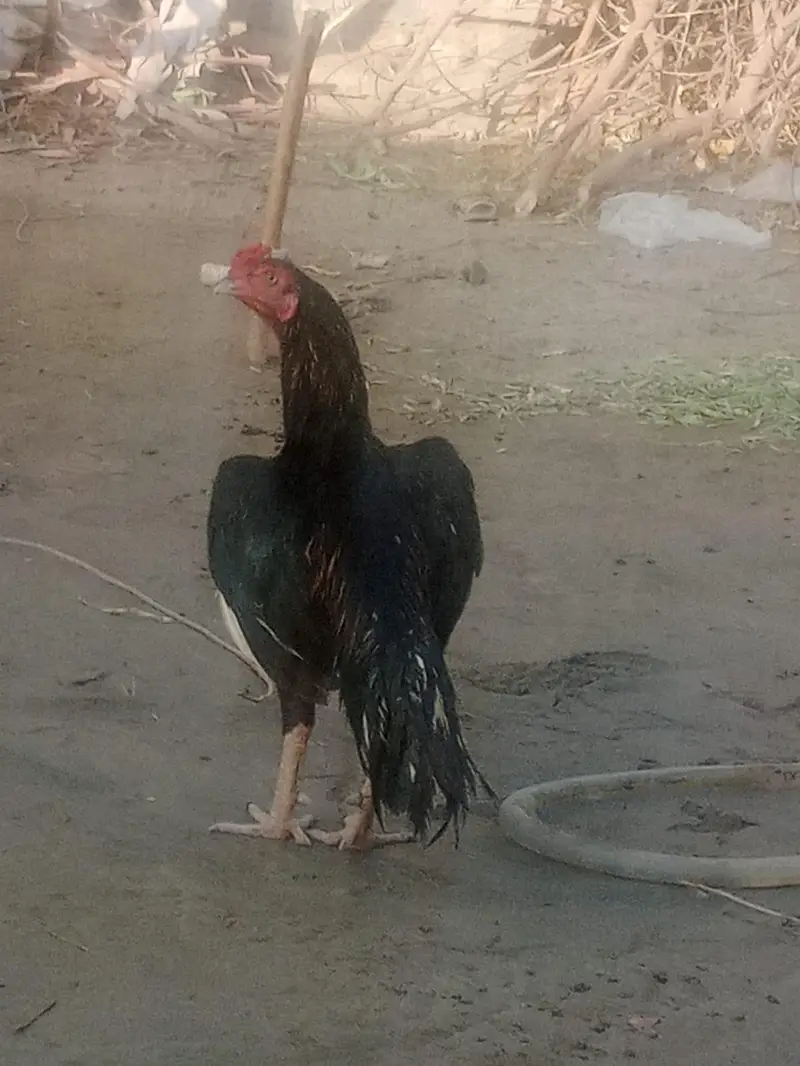 aseel murgi andon ksath kurak ha — photo 9