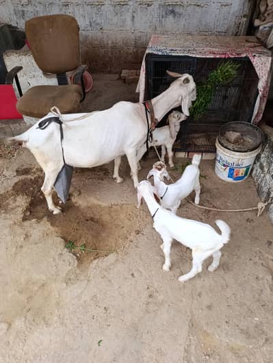 Tapri Bakri with 3 Kids Urgent for Sale