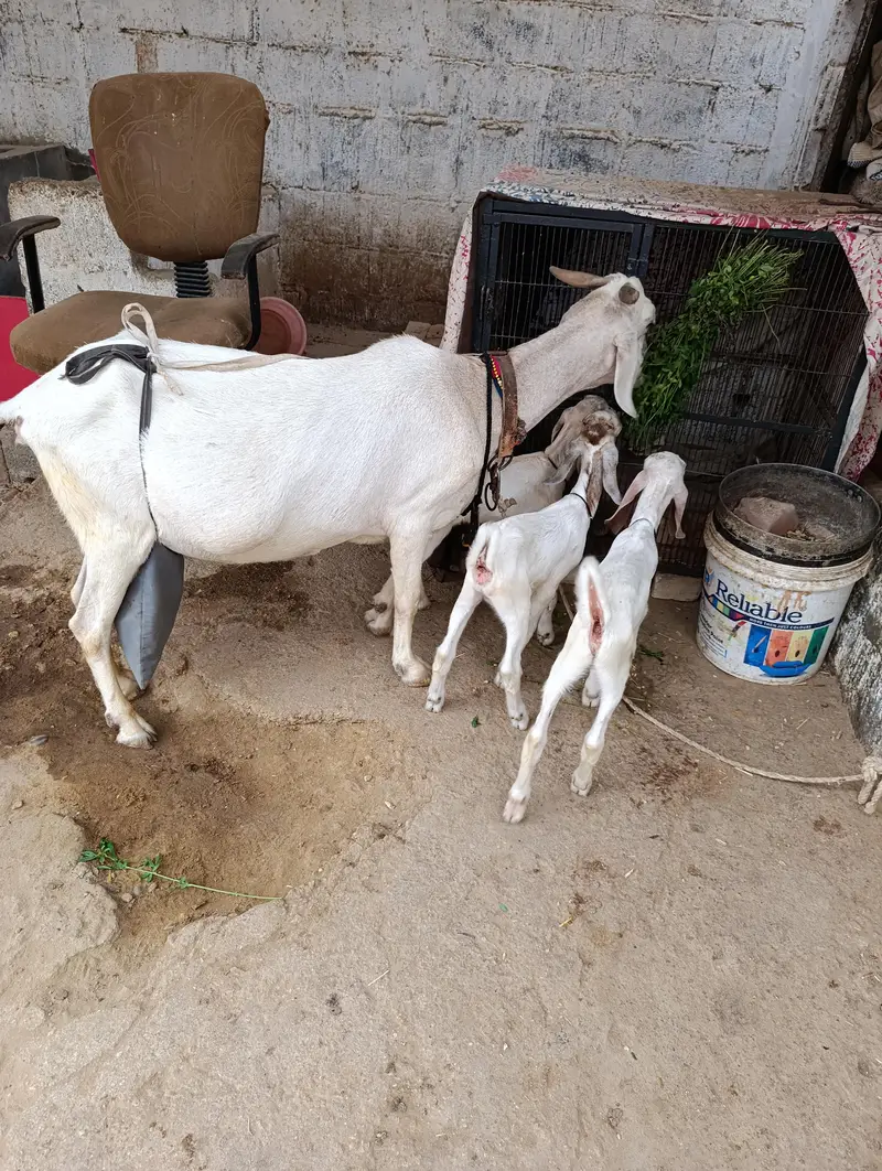Tapri Bakri with 3 Kids Urgent for Sale — photo 2