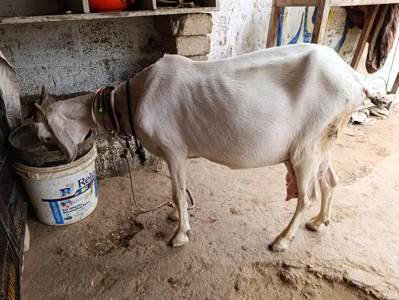 Tapri Bakri with 3 Kids Urgent for Sale — photo 3