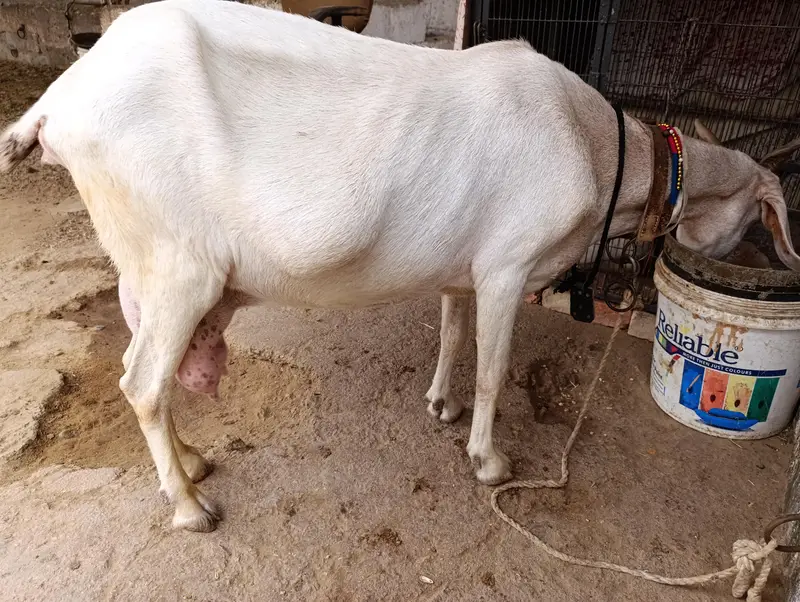 Tapri Bakri with 3 Kids Urgent for Sale — photo 4