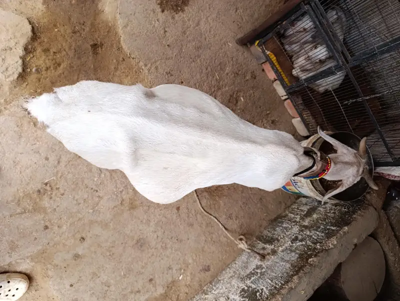 Tapri Bakri with 3 Kids Urgent for Sale — photo 5