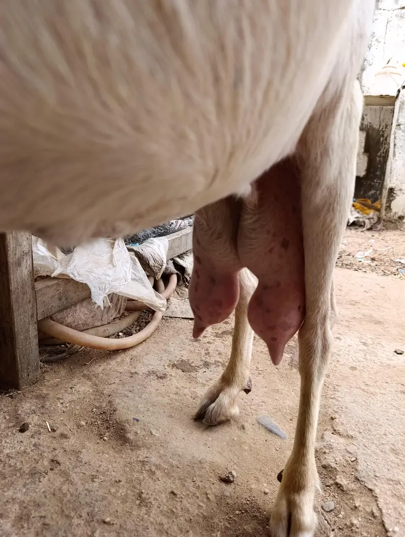 Tapri Bakri with 3 Kids Urgent for Sale — photo 6