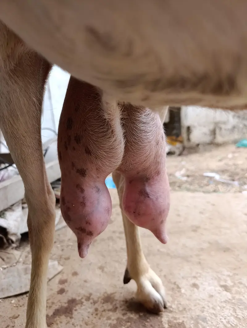 Tapri Bakri with 3 Kids Urgent for Sale — photo 7