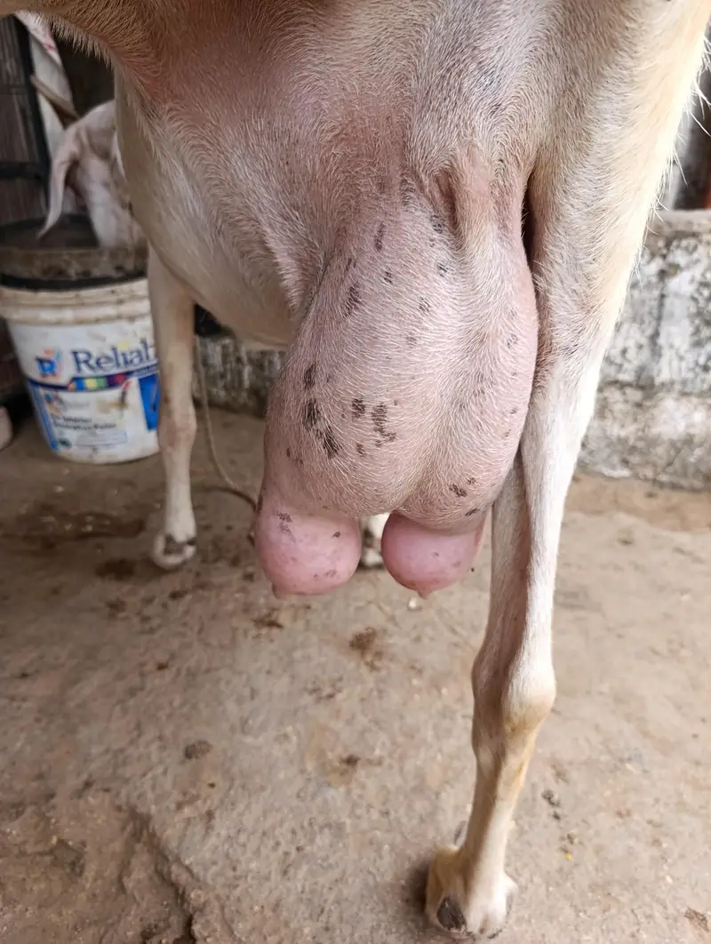 Tapri Bakri with 3 Kids Urgent for Sale — photo 8
