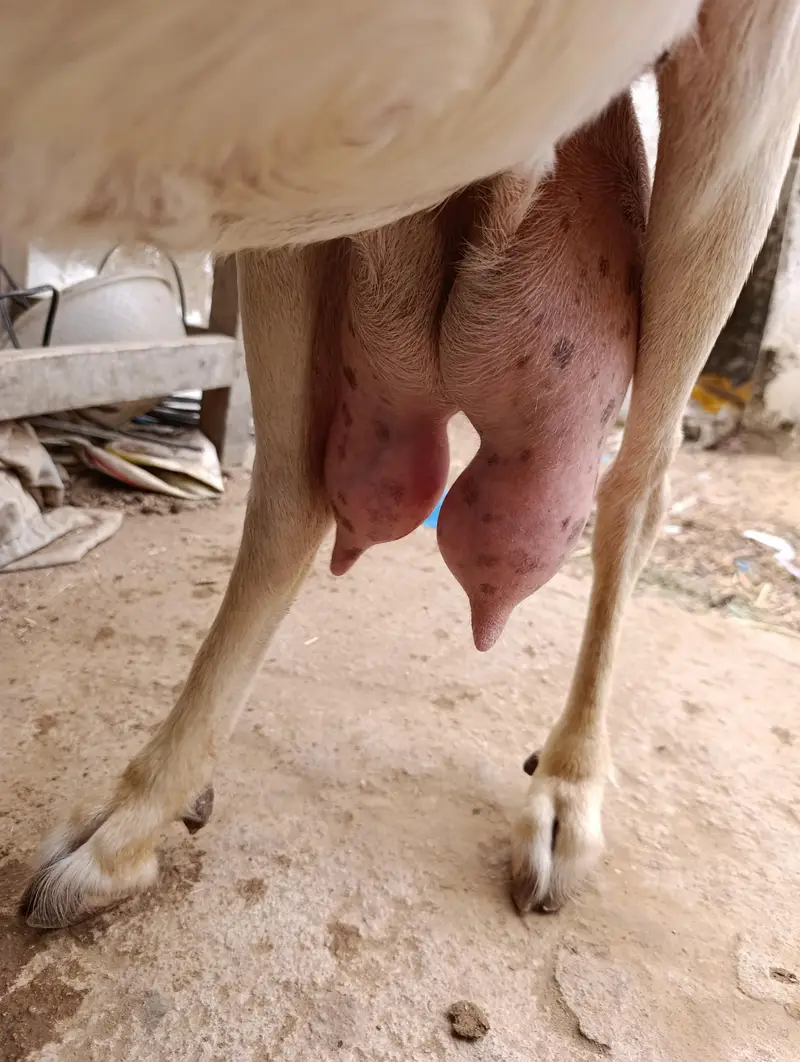 Tapri Bakri with 3 Kids Urgent for Sale — photo 9