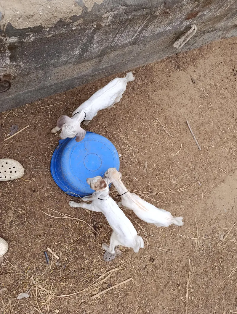 Tapri Bakri with 3 Kids Urgent for Sale — photo 10