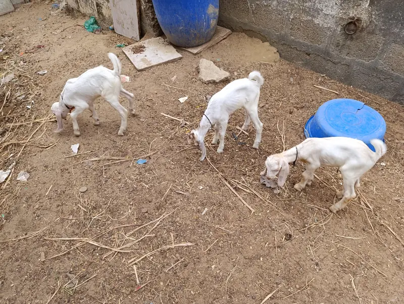 Tapri Bakri with 3 Kids Urgent for Sale — photo 11