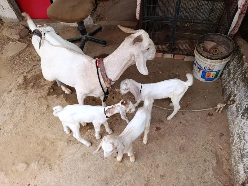 Tapri Bakri with 3 Kids Urgent for Sale — photo 12