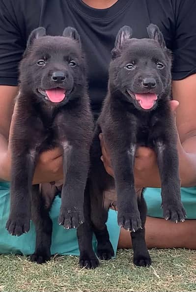 German Shepherd Pupps | Black German Shepherd Pupps | GSD For Pupps