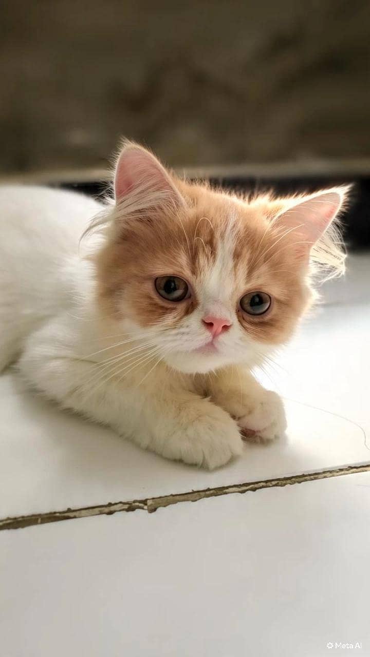 Catss 0