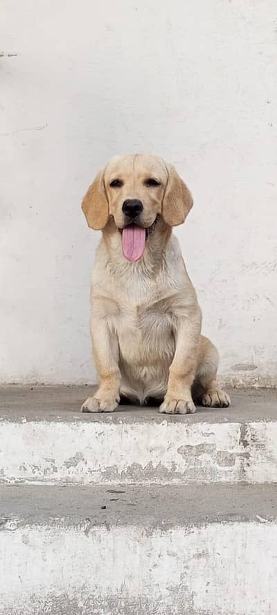 Labrador female looking for new home
