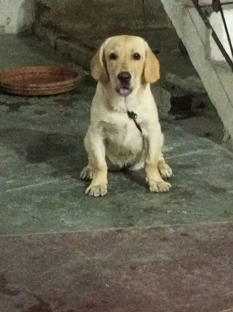 Labrador female looking for new home — photo 2