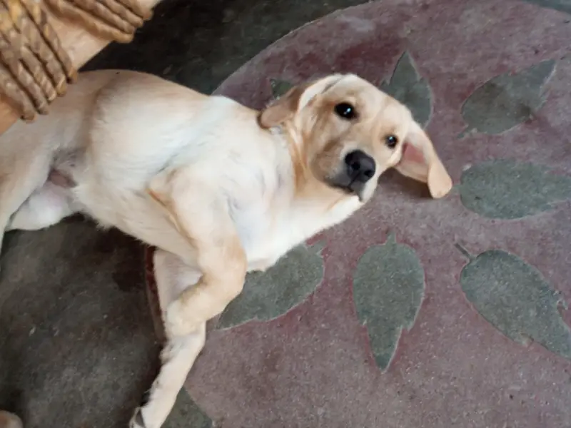 Labrador female looking for new home — photo 3