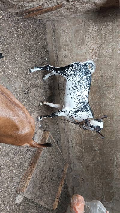 sherazi ot laka bakri bakra barbari tedi