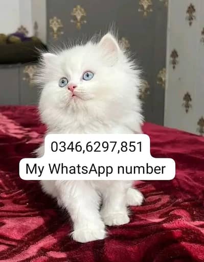 Persian kittens for sale