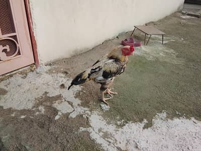 Aseel Reza +parrot beak for sale