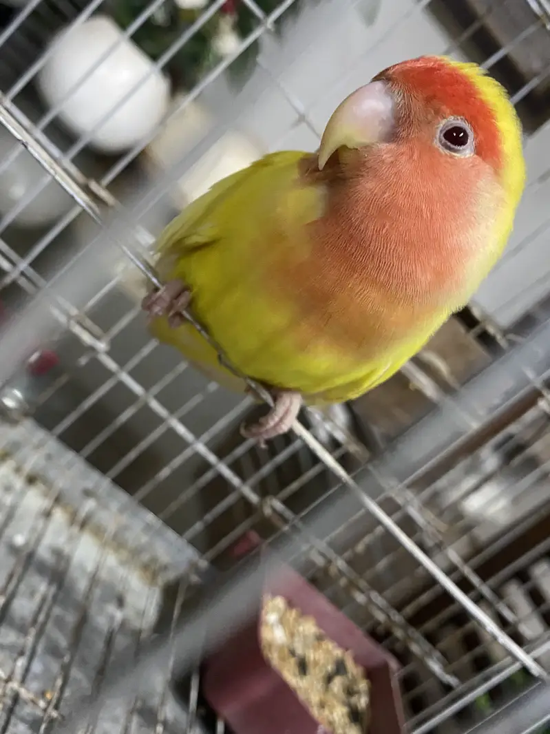 Healthy Peach Faced Female — photo 2