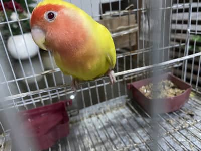 Health Peach Faced Female