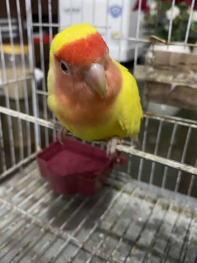 Healthy Peach Faced Female — photo 3