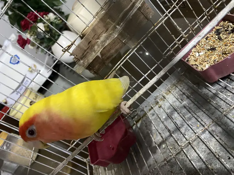 Healthy Peach Faced Female — photo 4